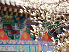 -护国法轮寺