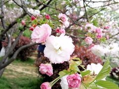-东莞植物园