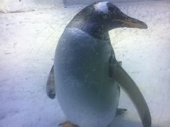 -芜湖新华联大白鲸海洋公园