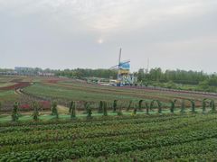 -荷兰花海