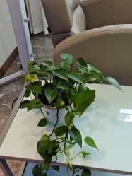 -碧莲盛·不剃发植发