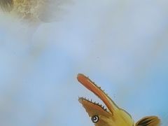 -徽三说·土徽菜·中国徽菜连锁品牌(一中店)