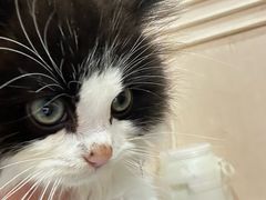 -楼上猫咖(罗湖店)