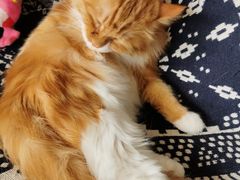 -平行世界·猫咖(首经贸店)