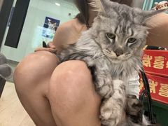 -十年猫舍·猫咪专门店(普陀店)