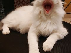 -猫遇摄影工作室