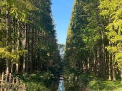 -东平国家森林公园