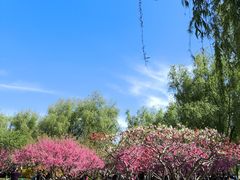 -莲花池公园