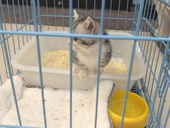 -爱妮康宠物医院·干细胞免疫细胞·肿瘤·心脏(张江店)