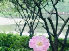 -松鹤楼(狮山永利广场店)