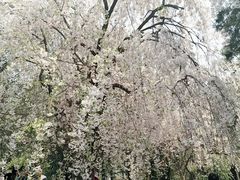 -西安青龙寺遗址景区