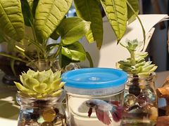 -滇香肴·云南菜蒸汽石锅鱼(云南北路店)