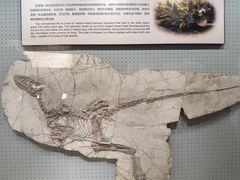 -辽宁古生物博物馆