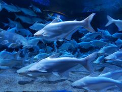 -成都浩海立方海洋公园