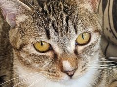 -海边的猫和咖啡馆