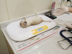 -佩兹宠物医院肿瘤专科·眼科·牙科(黄浦店)