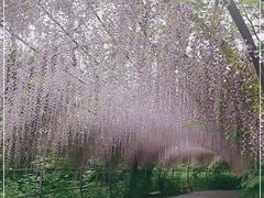 -大塘金香草谷