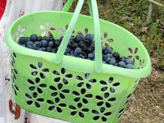 -金谷域澳洲庄园