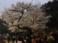 -武汉大学-樱园
