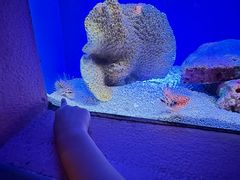 -上海海洋水族馆