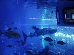 -成都浩海立方海洋公园