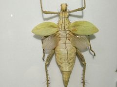 -上海昆虫博物馆