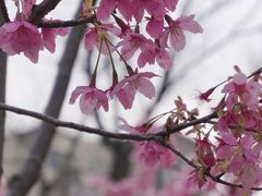 -新江湾城公园