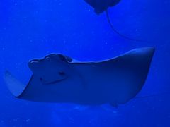 -上海海洋水族馆