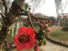 -武汉紫薇都市田园