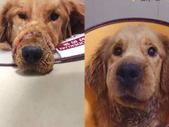 -康旭宠物医院(郑州总院)