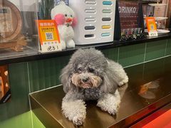 -more than meow吴止猫主题餐厅(承德 中船汇店)