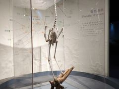 -盐城丹顶鹤湿地生态旅游区