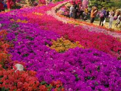 -东南花都花博园