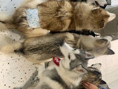 -Husky Go!哈士奇体验馆·宠物咖啡厅狗咖