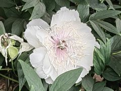 -洛阳市隋唐城遗址植物园