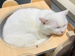 -飞行喵MR PILOT|猫舍·猫咖(静安大融城店)