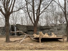 -北京野生动物园