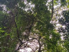 -火炉山森林公园