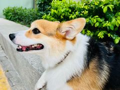 -瑞鹏宠物医院·骨科·猫科·内科(第一中心)