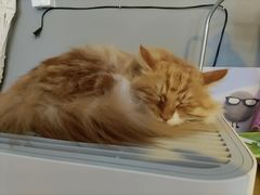 -平行世界·猫咖(首经贸店)