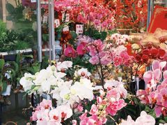 -溪岸路花鸟市场