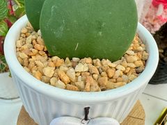 -摩登百货(岗顶店)