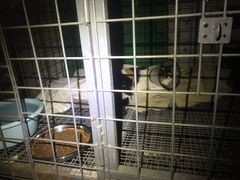 -爱诺耐芙动物医院(万博店)