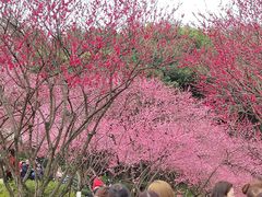 -重庆彩云湖湿地公园