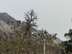 -北京凤凰岭