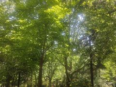 -木塔寺遗址生态公园