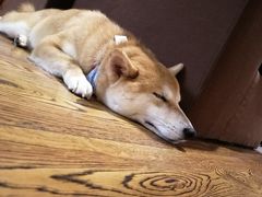 -柴务处·柴犬主题狗咖