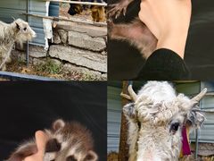 -Walker萌宠露营(大明骑士驿站店)