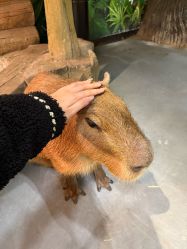 -Zoolung Zoolung动物主题公园(海信广场店)