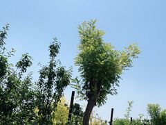 -梨木台悦来客农家院